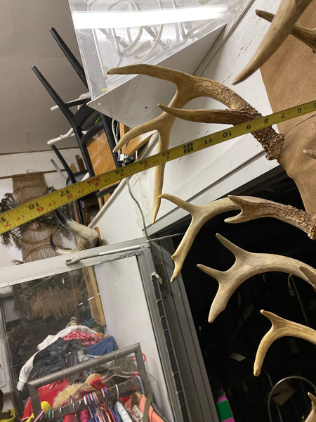Collection Hanging Dear Antlers